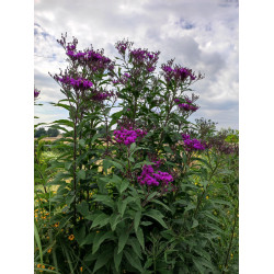 Wernonia włosista 'Mammuth'