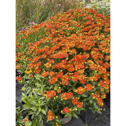Dzielżan 'Little Orange'