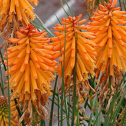 Trytoma 'Poco Orange'