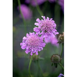 Drakiew 'Pink Mist'
