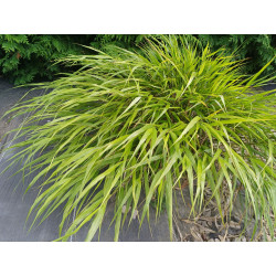 Hakonechloa smukła 'Beni Kaze'