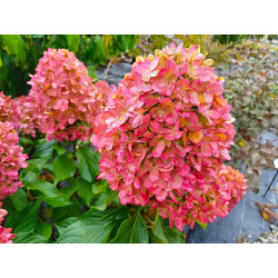 Hortensja bukietowa 'Bonfire'