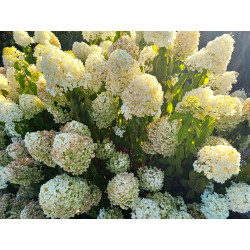 Hortensja bukietowa 'Little...