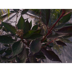 Dereń biały 'Nightfall'