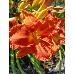 Liliowiec 'Primal Scream'