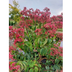 Heptakodium chińskie...