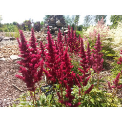 Tawułka Arendsa 'Fanal'