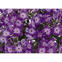 Floks wiechowaty 'Early...