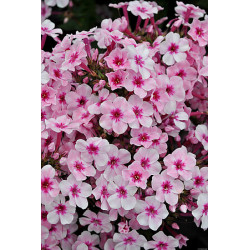 Floks wiechowaty 'Early Pink'