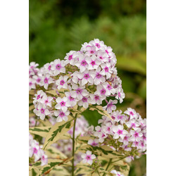 Floks wiechowaty 'Nora Leigh'