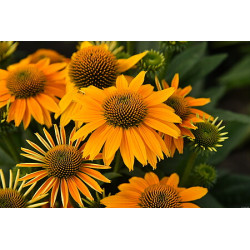 Jeżówka 'Pearl Sunny'