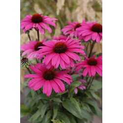 Jeżówka WILD ROMANCE