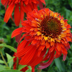 Jeżówka 'Hot Papaya'