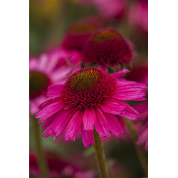 Jeżówka 'Delicious Candy'