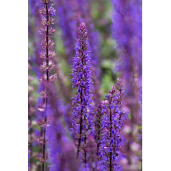 Szałwia omszona 'Caradonna'