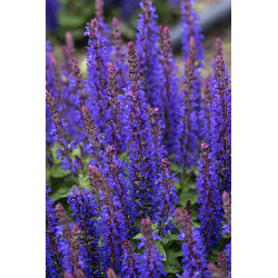 Szałwia omszona 'Blue...