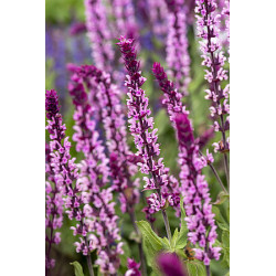 Szałwia omszona 'Caradonna...