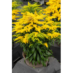 Nawłoć 'Golden Dwarf'