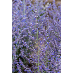 Perowskia łobodolistna...