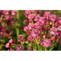 Jarzmianka większa 'Cerise...