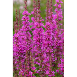 Krwawnica pospolita 'Robin'