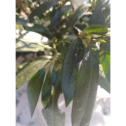 Laurowiśnia wschodnia  'Elly'