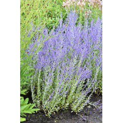 Perowskia łobodolistna...