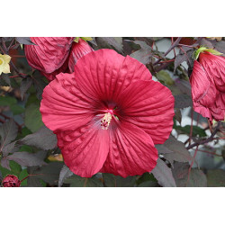Hibiskus bylinowy 'Holy Grail'