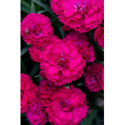 Gożdzik postrzępiony...