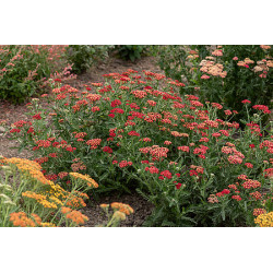 Krwawnik pospolity 'Sassy...