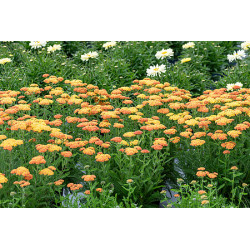 Krwawnik pospolity 'Skysail...