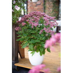 Sadziec plamisty 'Eureka'