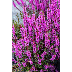 Krwawnica 'Luminara Lilac'