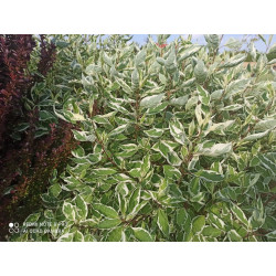 Dereń biały  'ELLEGANTISSIMA'