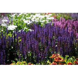 Szałwia omszona 'Midnight...