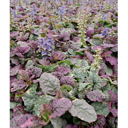 Dąbrówka rozłogowa...