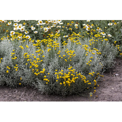 Santolina cyprysikowata