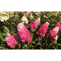 Hortensja bukietowa Fire Light