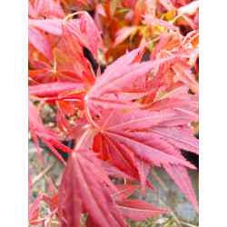 Klon palmowy ATROPURPUREUM