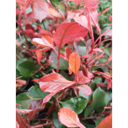 Głogownik 'Little Red Robin'