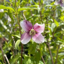 Jaśminowiec 'Petite Perfume...