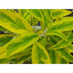 Budleja Dawida 'SANTANA'