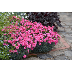 Goździk 'Angel of Hope'