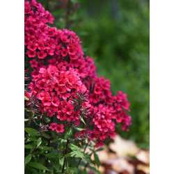 Floks 'Early Red'